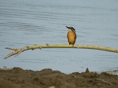 Alcedo atthis