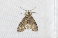 Sauris purpurotincta