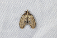Sigmuncus arcuata