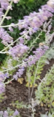 Amegilla