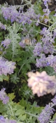 Amegilla