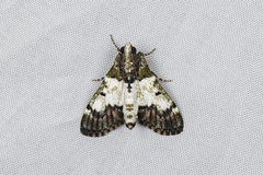 Teliphasa albifusa