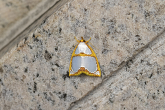 Titulcia confictella