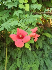 Campsis radicans
