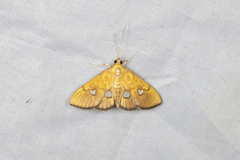 Nosophora semitritalis