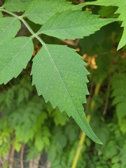 Campsis radicans