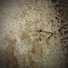 Parapoynx fluctuosalis