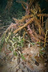 Stigmatopora narinosa