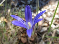 Brodiaea