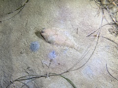 Citharichthys sordidus