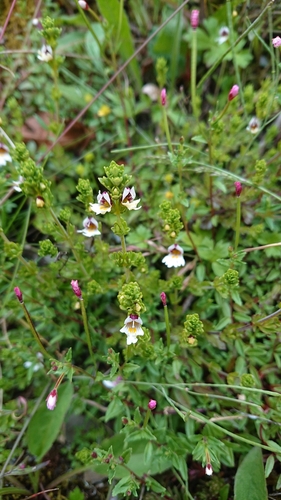 Image of Euphrasia transmorrisonensis by (c) 沈玟伶(Wen-Ling Shen), some rights reserved (CC BY)