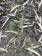 Ranunculus pumilio
