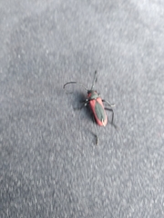 Purpuricenus kaehleri