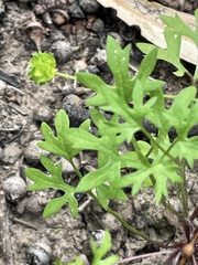 Ranunculus pumilio