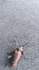 Purpuricenus kaehleri