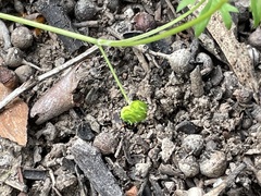 Ranunculus pumilio