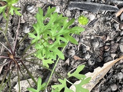 Ranunculus pumilio