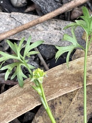 Ranunculus pumilio