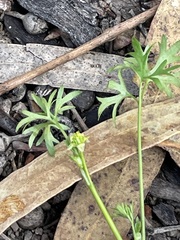 Ranunculus pumilio