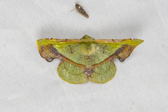 Fascellina plagiata
