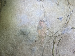 Citharichthys sordidus