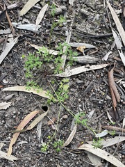 Ranunculus pumilio