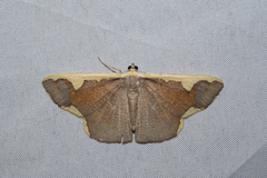 Nothomiza flavicosta