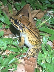 Leptodactylus rhodonotus