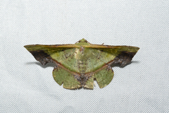 Fascellina plagiata