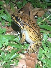 Leptodactylus rhodonotus