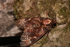 Acherontia