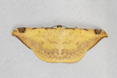 Luxiaria phyllosaria