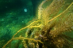 Stigmatopora narinosa