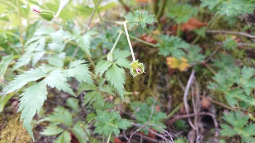 Geranium hayatanum (Geranium hayatanum)