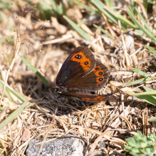 Chapman's Ringlet