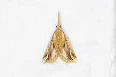 Hypena labatalis