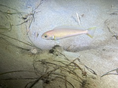 Caulolatilus princeps