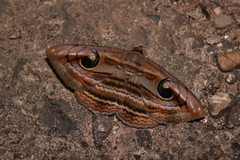 Spirama retorta