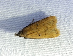 Dichomeris hamulifera