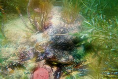 Stigmatopora narinosa