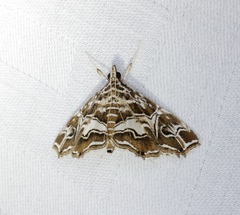 Paracymoriza vagalis