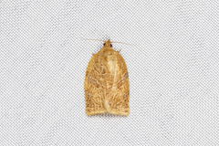 Adoxophyes privatana