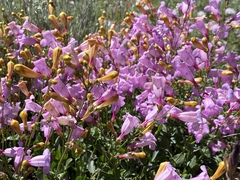 Penstemon azureus