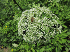 Angelica dahurica