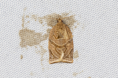 Adoxophyes privatana