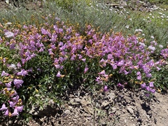 Penstemon azureus