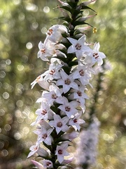 Epacris purpurascens