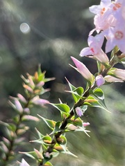 Epacris purpurascens