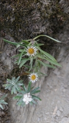 Erigeron morrisonensis