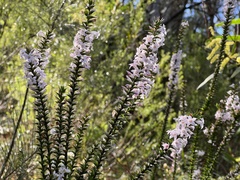 Epacris purpurascens